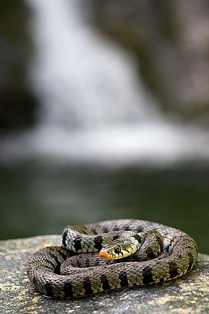 Natrix Natrix in the Aspromonte national park, Calabria, Italy