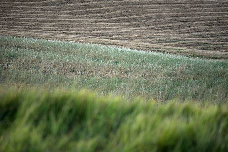 Natural landscape in  Val d'Orcia valley, San Quirico d'Orcia, Tuscany, Italy, Europe