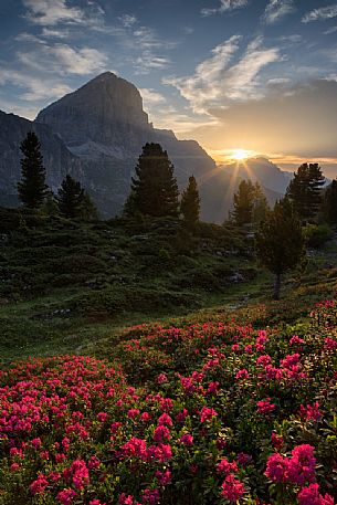 Flowering of and the Tofana di Rozes peak at dawn, Dolomites, Cortina d'Ampezzo, Italy, Europe