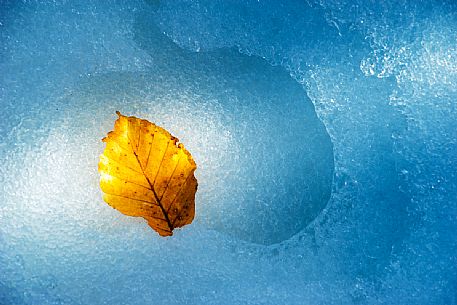 An autumn colored leaf lying on a snow-covered bed, Aspromonte national park, Calabria, Italy, Europe
