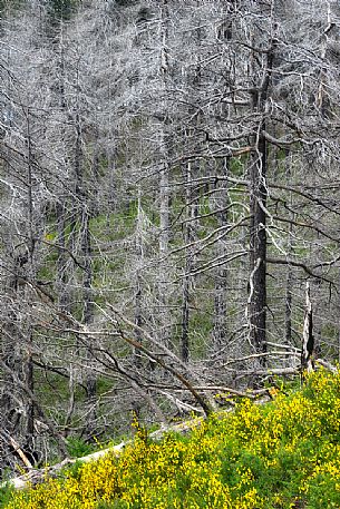 Intimate landscape in Aspromonte national park, Calabria, Italy, Europe Intimate landscape in Aspromonte national park, Calabria, Italy, Europe