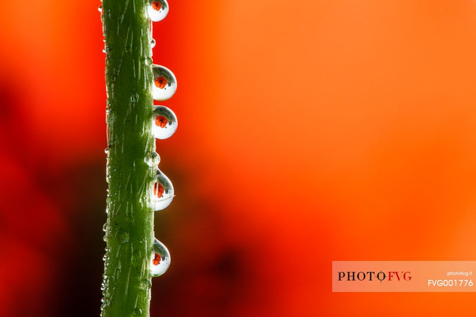 Dew on poppy flower