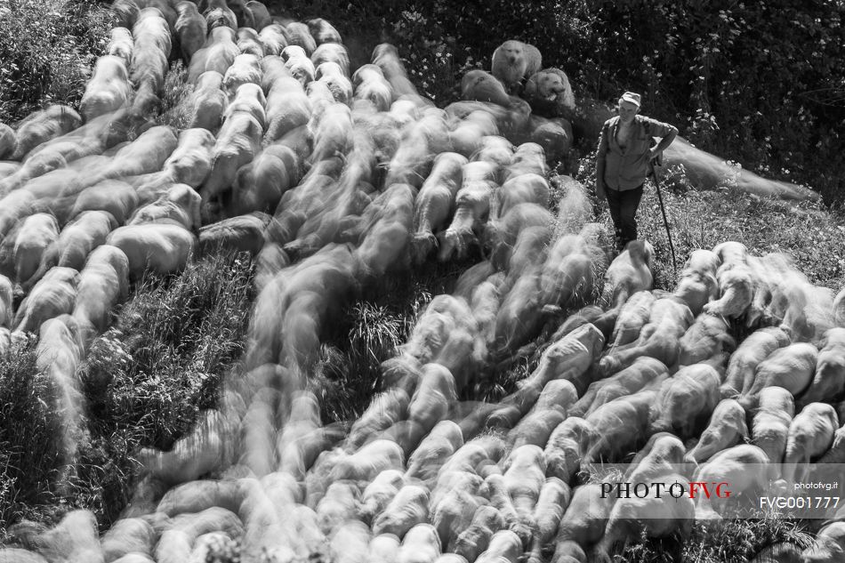 Shepherd with his flock of sheep