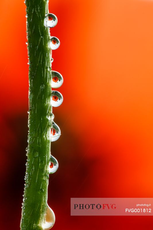 Dew on poppy flower