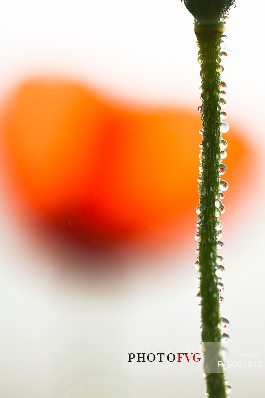 Dew on poppy flower