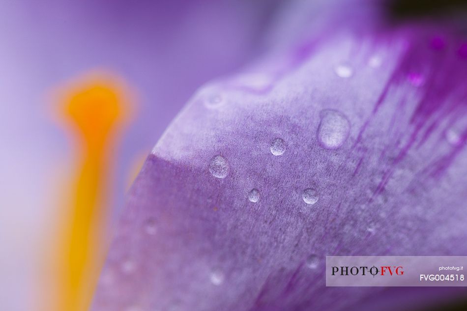 Crocus with dew