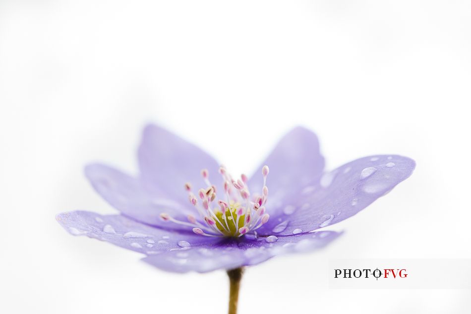 Anemone Hepatica with dew