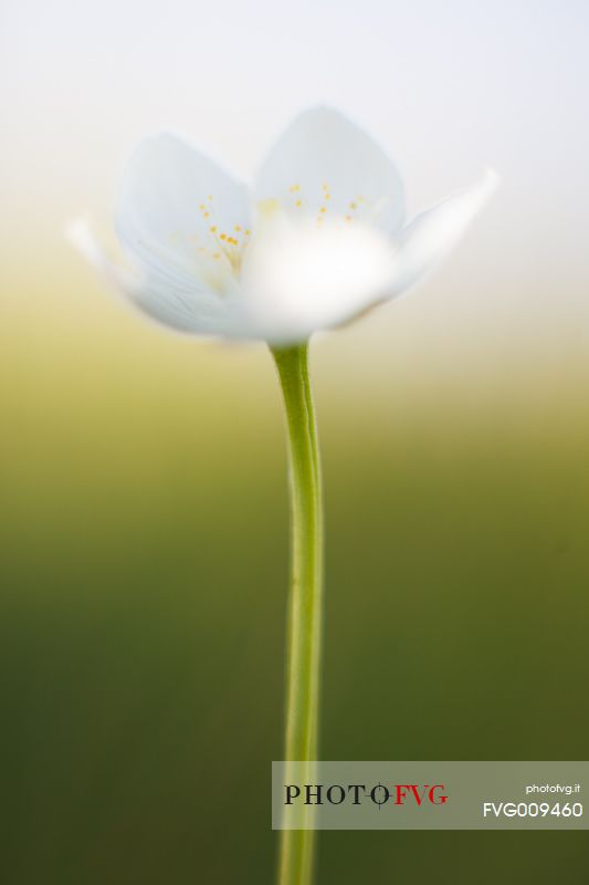 White anemone