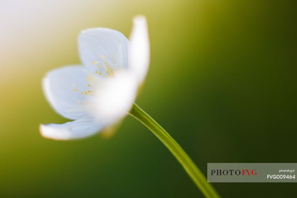 White anemone