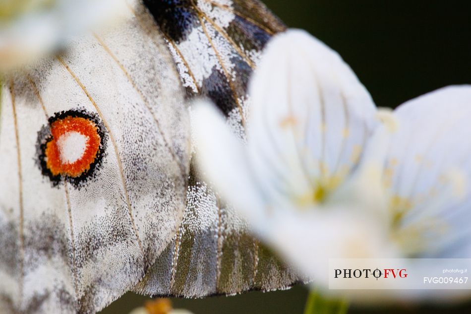 Parnassius Apollo Butterfly at Cima Grappa