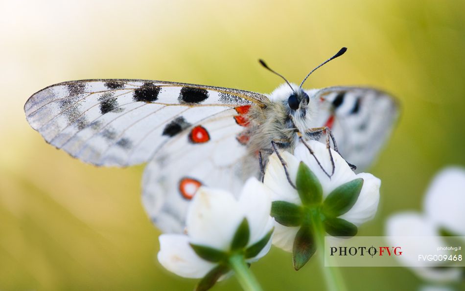 Parnassius Apollo Butterfly at Cima Grappa