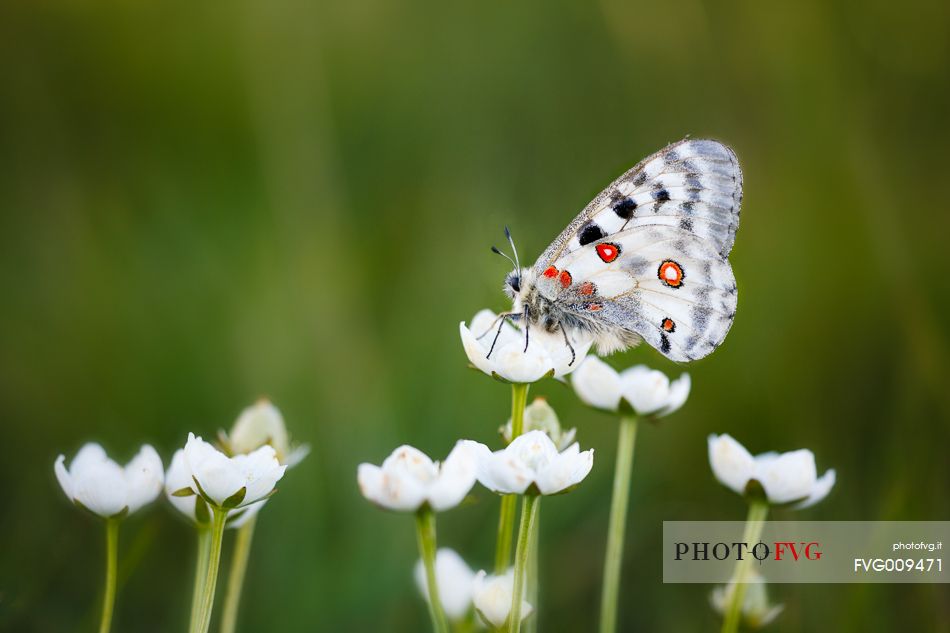 Parnassius Apollo Butterfly at Cima Grappa