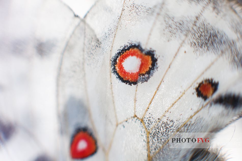 Parnassius Apollo Butterfly at Cima Grappa