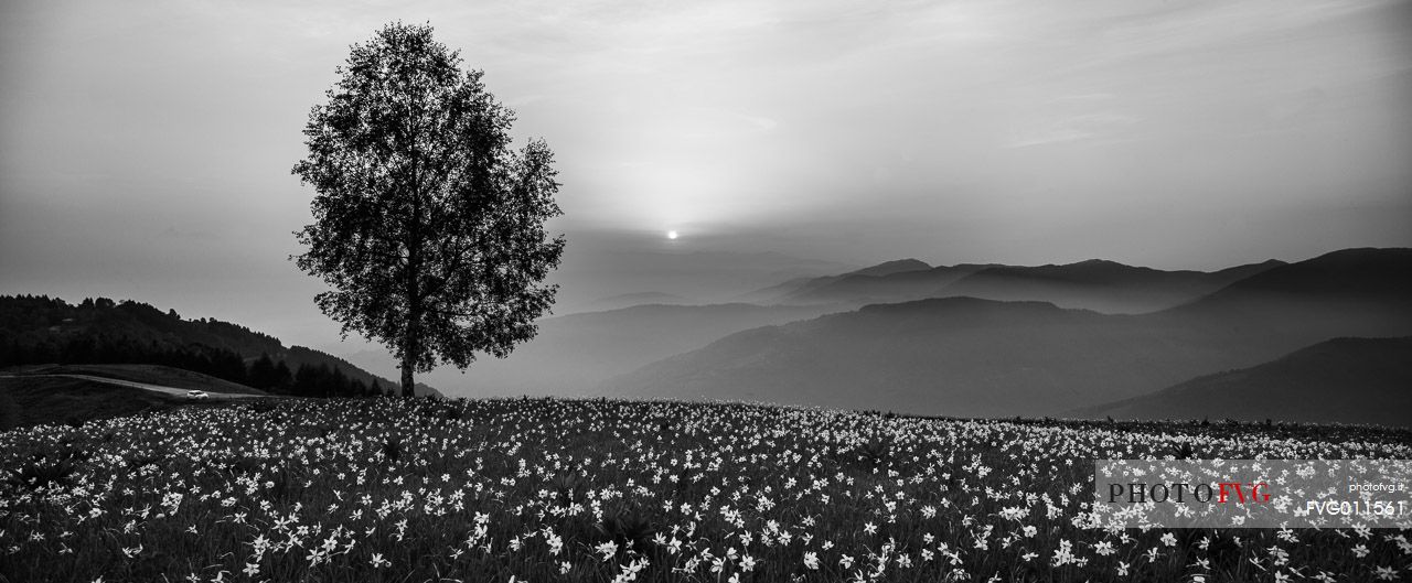 Spring Dawn at Pian di Cultura, Italy