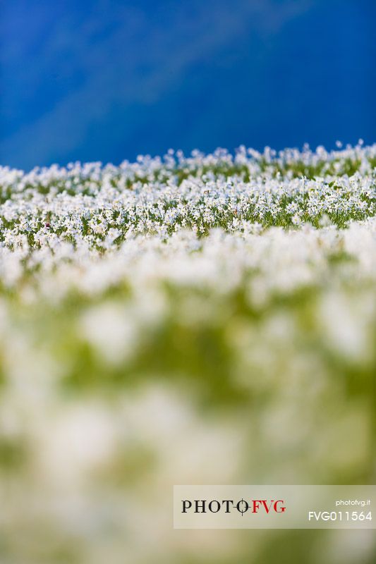 Fields of daffodils Pian di Coltura