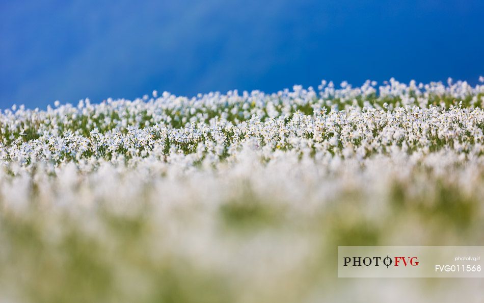 Fields of daffodils Pian di Coltura, Italy