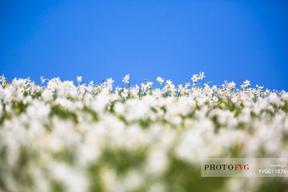 Fields of daffodils Pian di Coltura, Italy