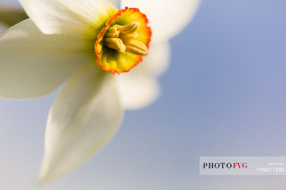 Fields of daffodils Pian di Coltura, Italy