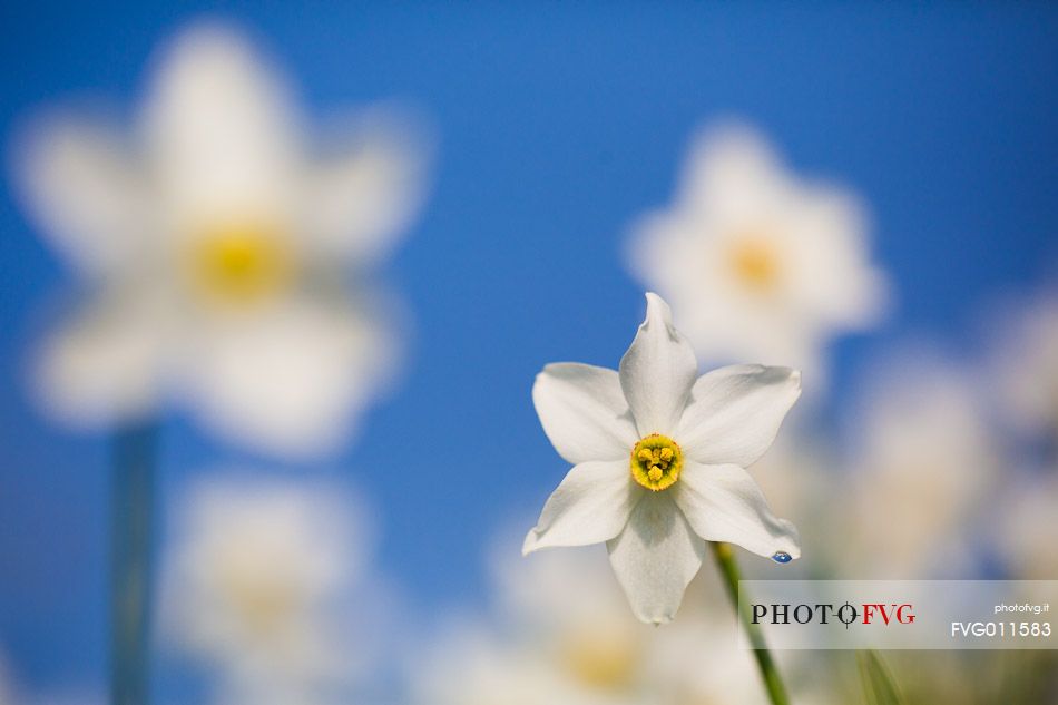 Fields of daffodils Pian di Coltura, Italy