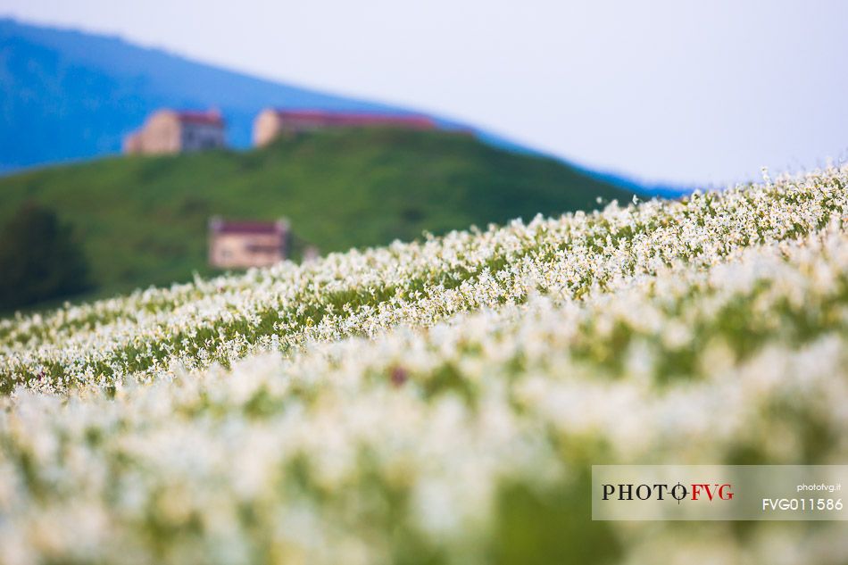 Fields of daffodils Pian di Coltura, Italy