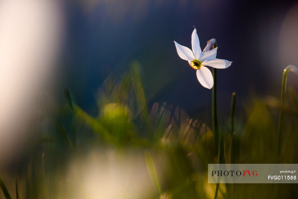 Narcissus at dawn, Italy