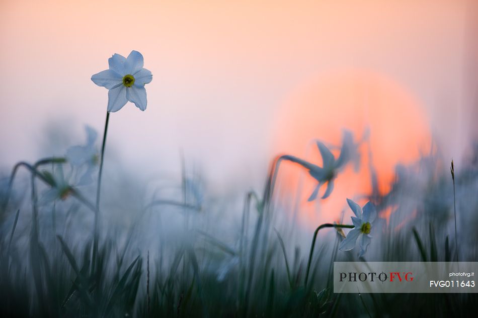 Narcissus at dawn, Italy