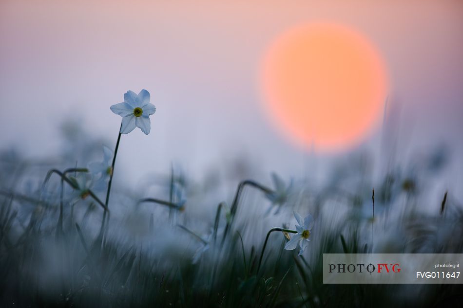 Narcissus at dawn, Italy