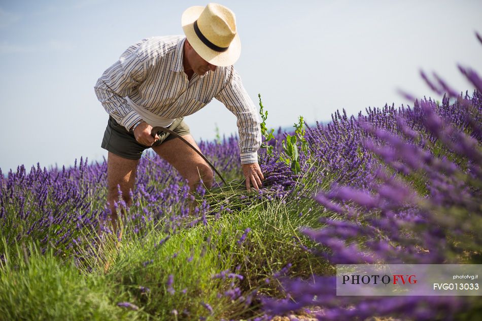 Manual harvesting lavender, Plateau de Valensole