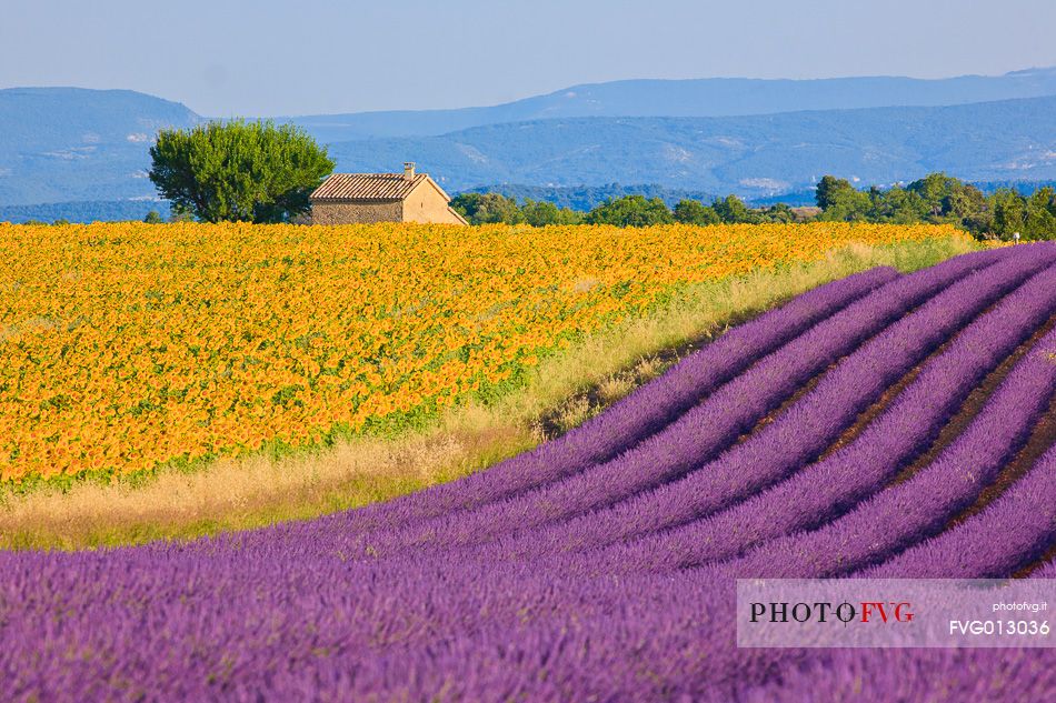 The purple of the lavender fields alternating with yellow sunflower fields in Plateau de Valensole, first week of July, lavender in full bloom