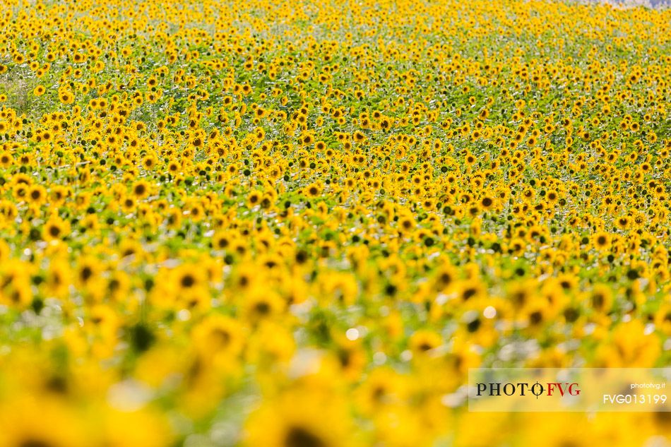 Lavender fields with sunflowers on the Plateau of Valensole