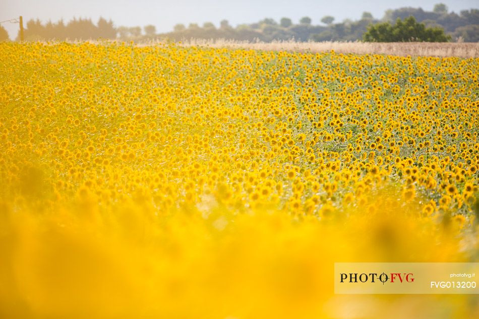 Lavender fields with sunflowers on the Plateau of Valensole