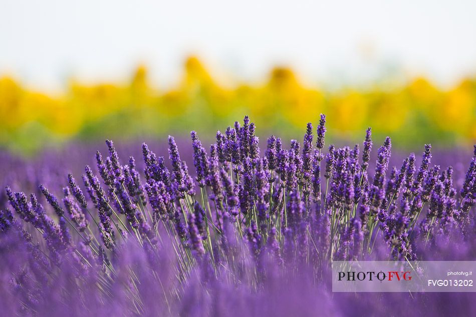 Lavender fields with sunflowers on the Plateau of Valensole