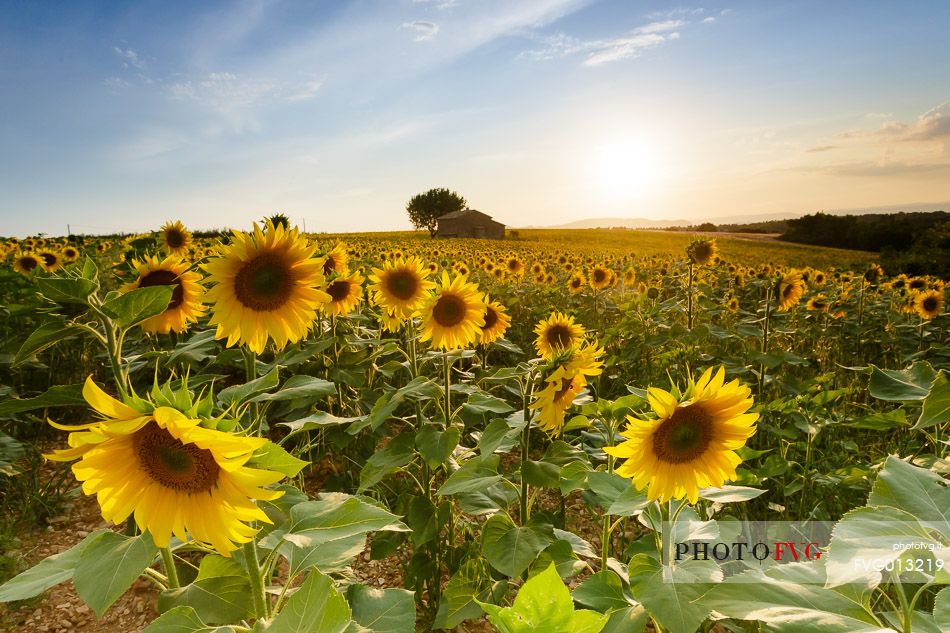 Lavender fields with sunflowers on the Plateau of Valensole