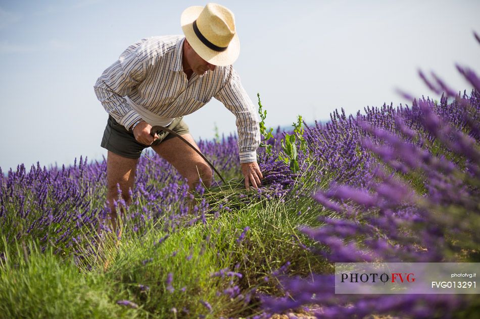 Traditional lavender harvest manual