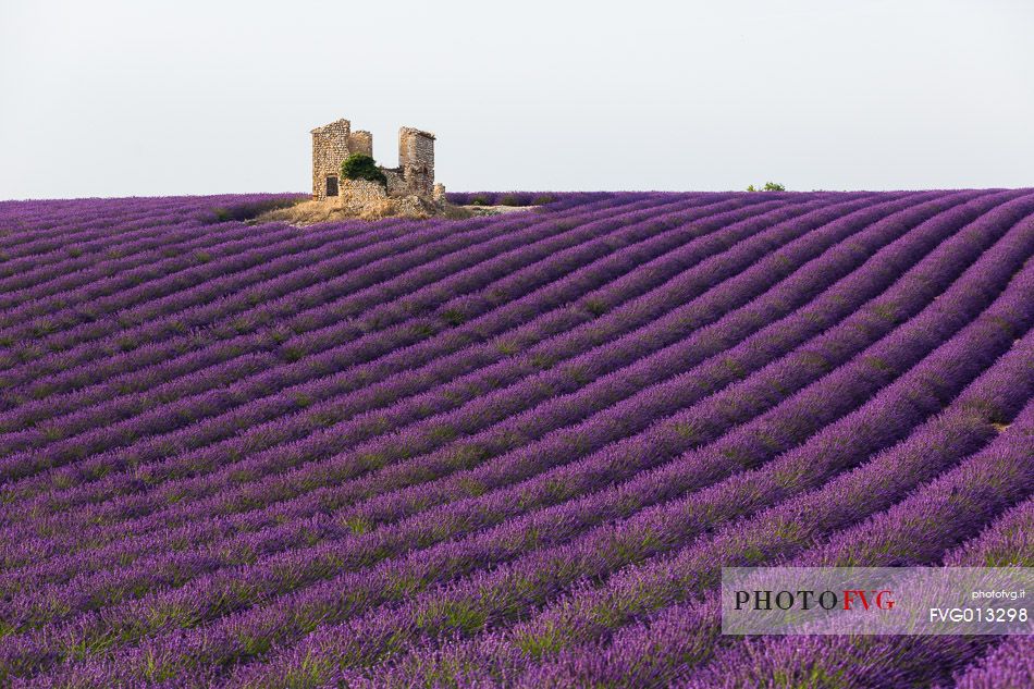 Old warehouse in the lavender fields on the plateau of Valensole