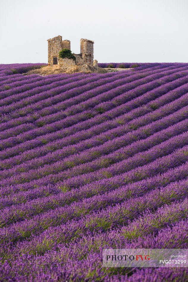 Old warehouse in the lavender fields on the plateau of Valensole