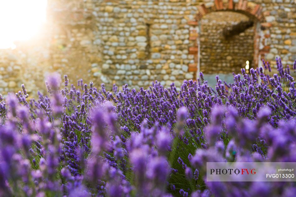 Old warehouse in the lavender fields on the plateau of Valensole