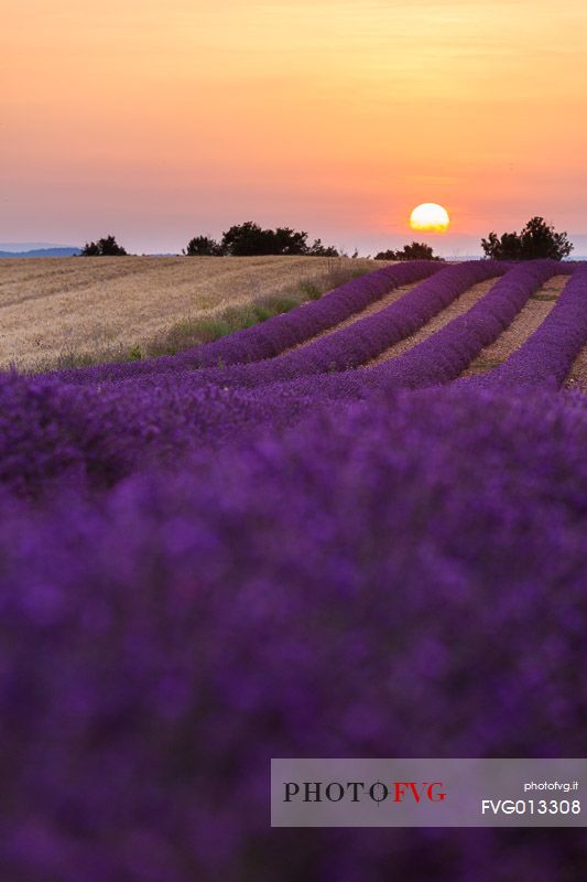 Sunset on the plateau of Valensole