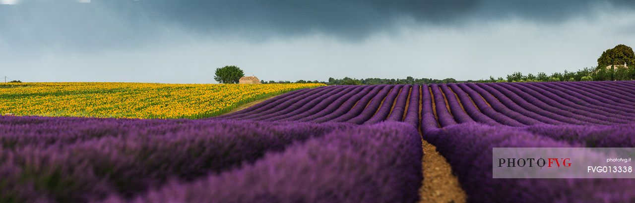 Lavender and sunflower fields on the plateau of Valensole before a thunderstorm