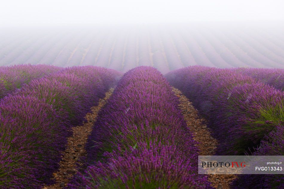 Lavender fields with fog on the plateau of Valensole