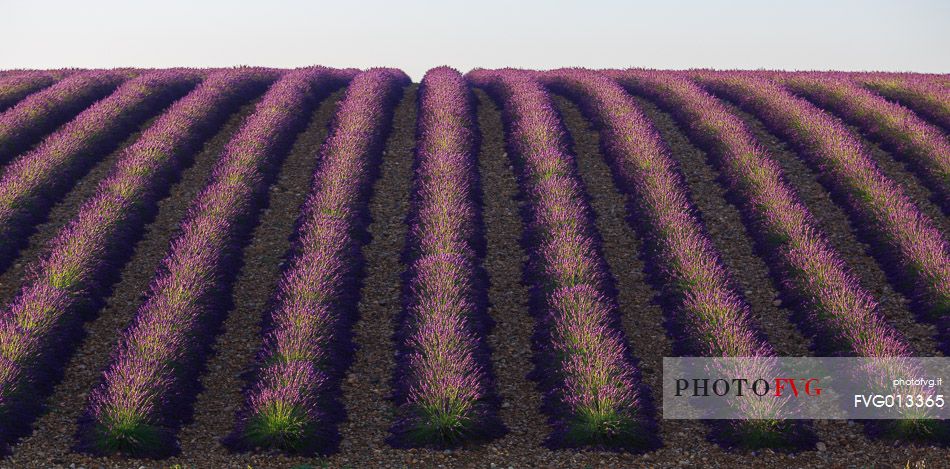 Lavender fields on the plateau of Valensole