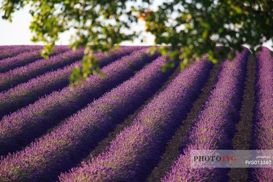 Lavender fields on the plateau of Valensole