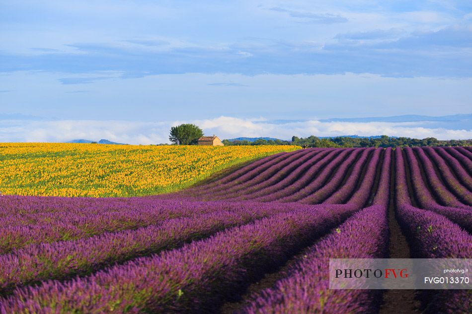 Lavender and sunflower fields on the plateau of Valensole