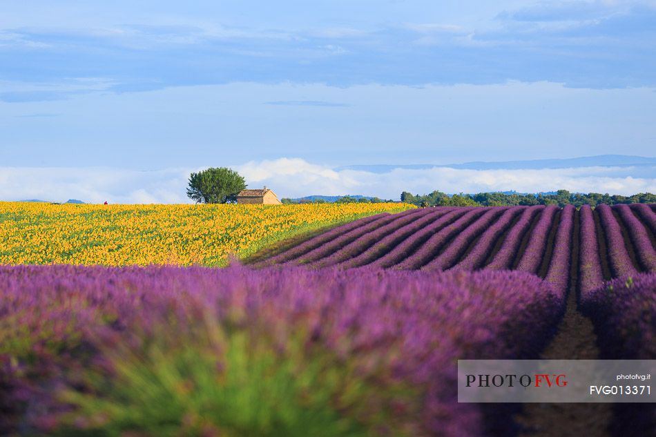 Lavender and sunflower fields on the plateau of Valensole