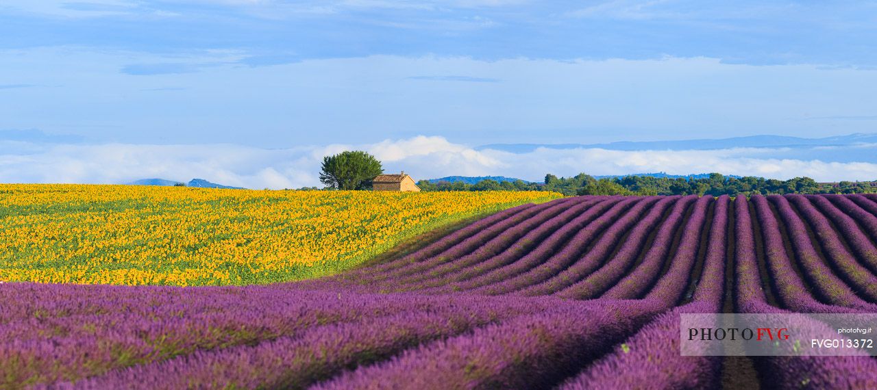 Lavender and sunflower fields on the plateau of Valensole