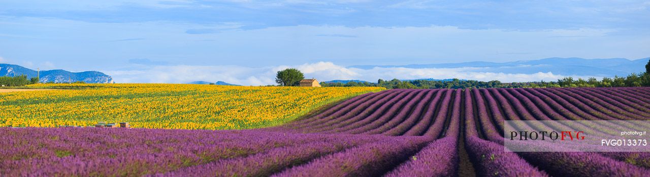 Lavender and sunflower fields on the plateau of Valensole