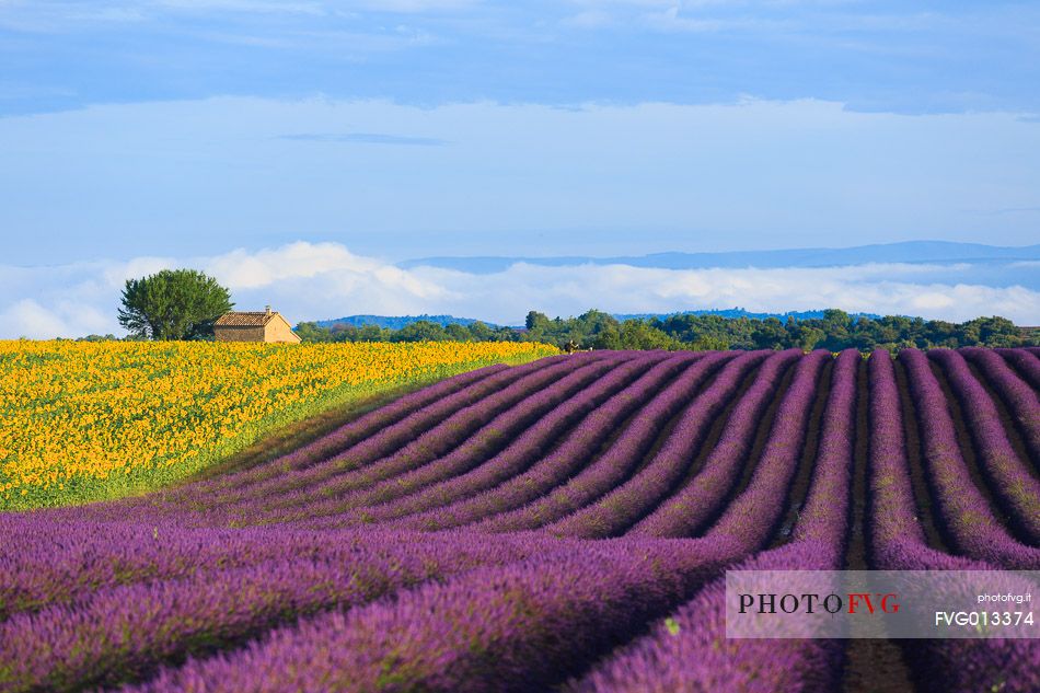 Lavender and sunflower fields on the plateau of Valensole