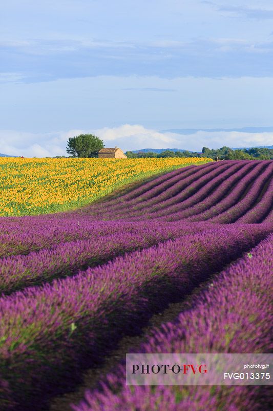 Lavender and sunflower fields on the plateau of Valensole