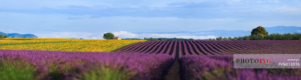 Lavender and sunflower fields on the plateau of Valensole