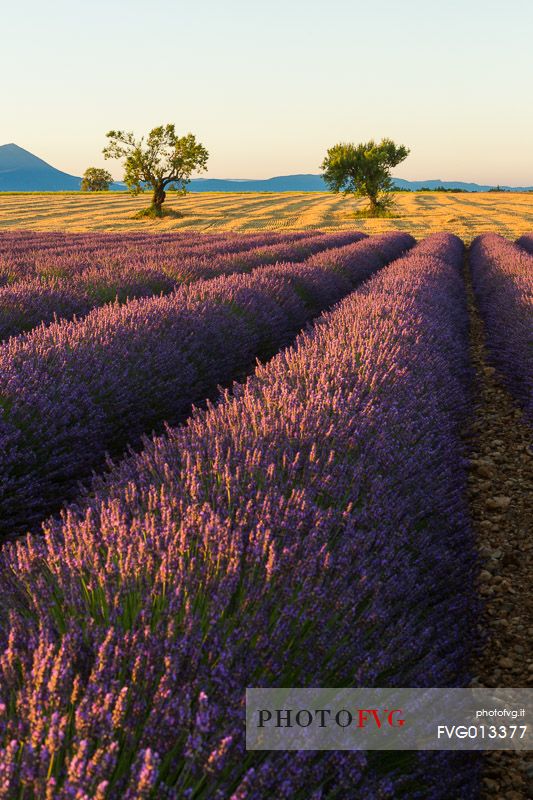 Lavender fields on the plateau of Valensole in the morning